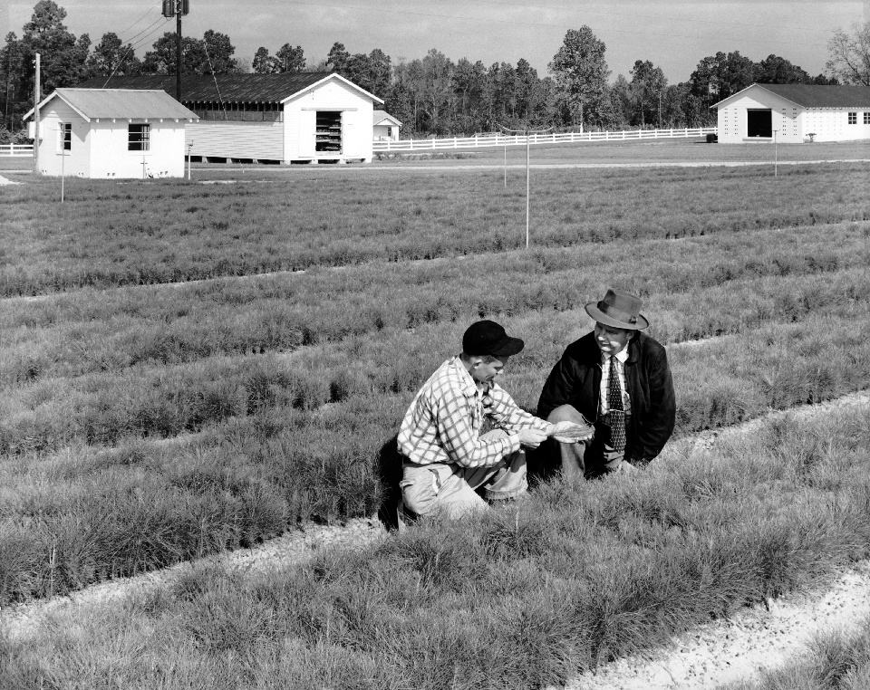 New England Forestry Seedlings First Crop