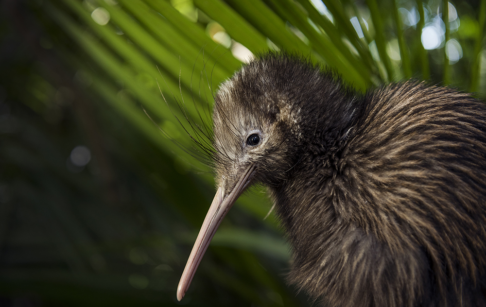 The Omataroa Kiwi in New Zealand