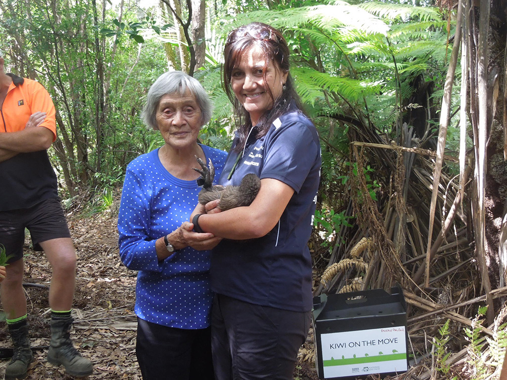 Protecting the kiwi populations New England Forestry Matariki