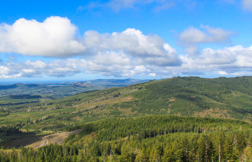 New England Forestry manages its forests sustainably