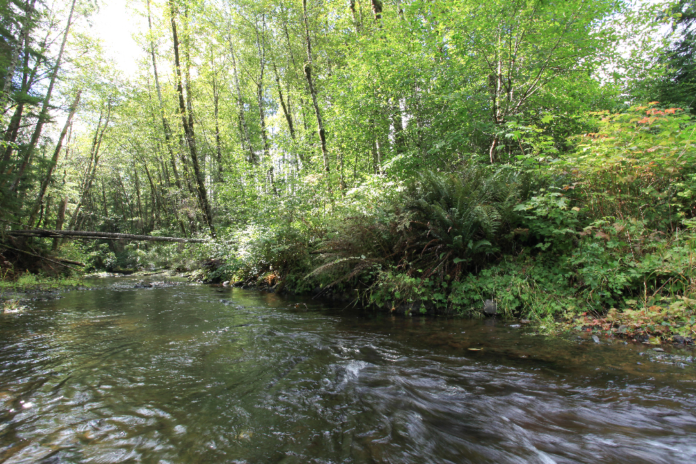 New England Forestry Riparian Management Zone