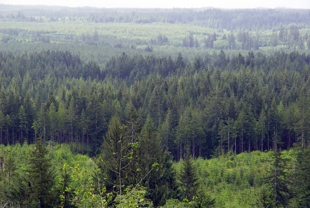 Commercial Forest for Paper Production