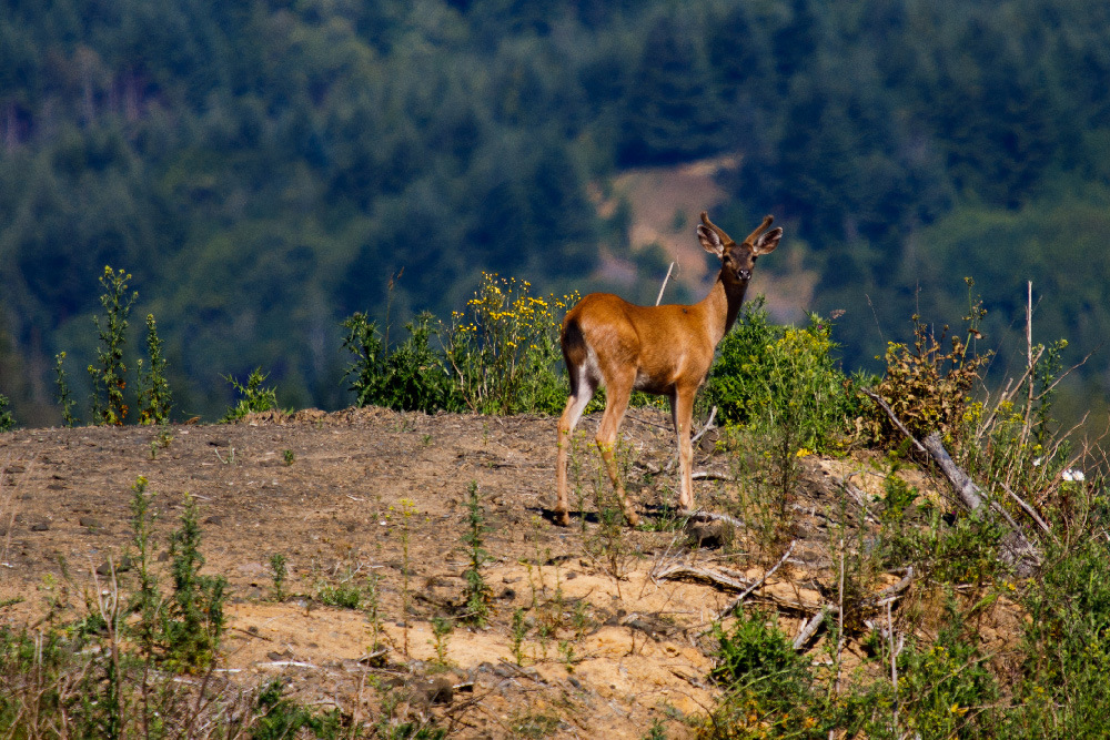 Wildlife in Commercial Forest