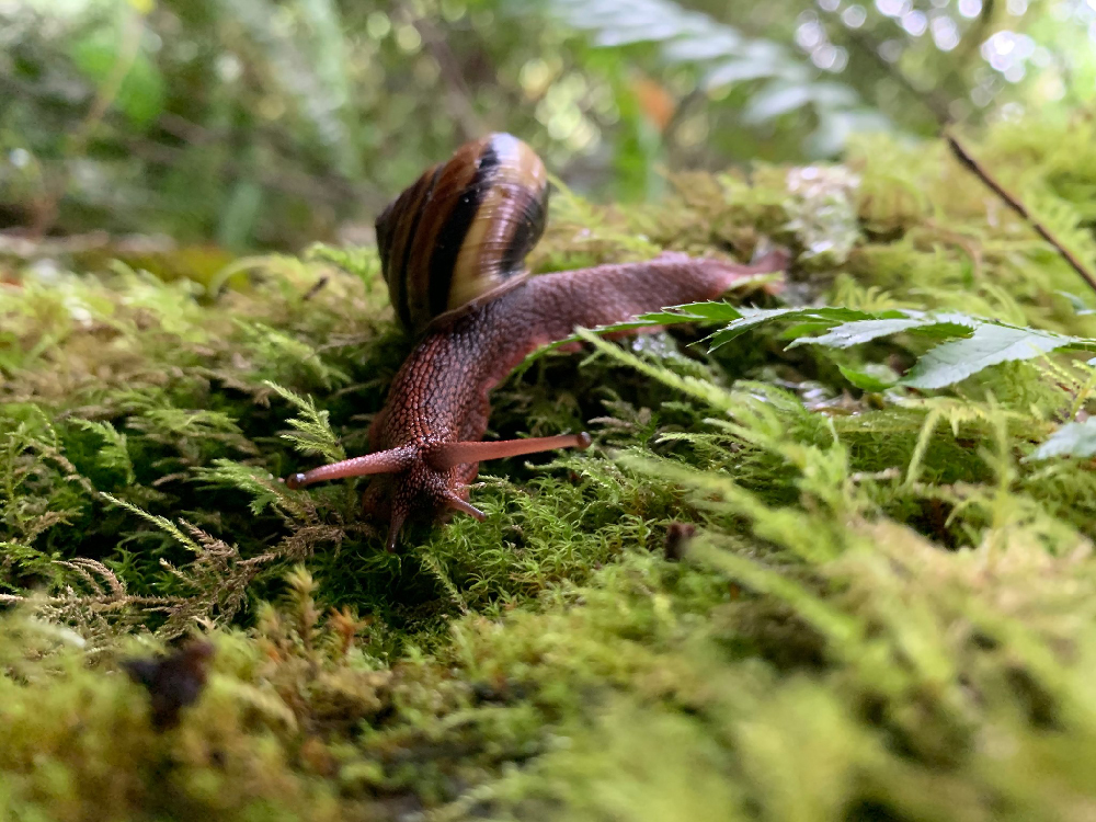 Snail exploring on New England Forestry Tree Farm