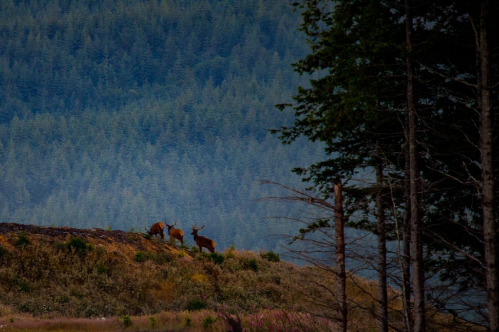 Elk Grazing New England Forestry Forest