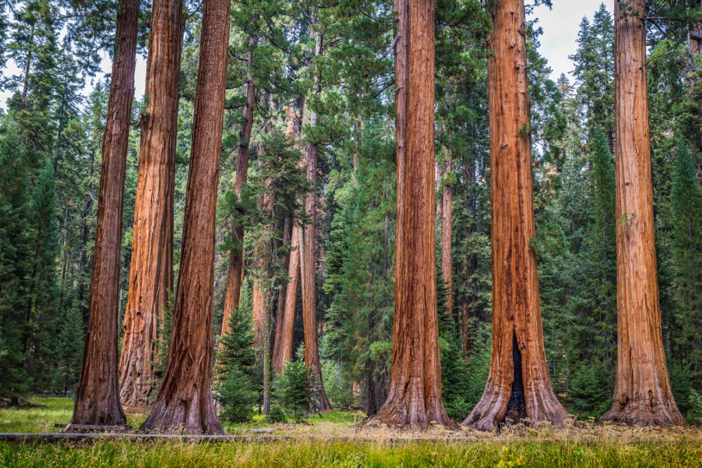 Fire adapted Trees