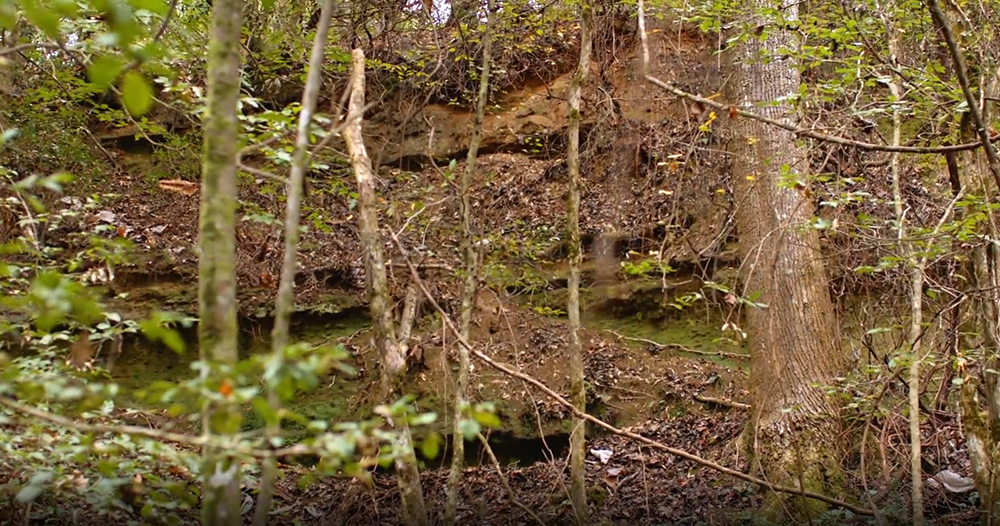 Steep Slopes of the Red Hills in Alabama Forest