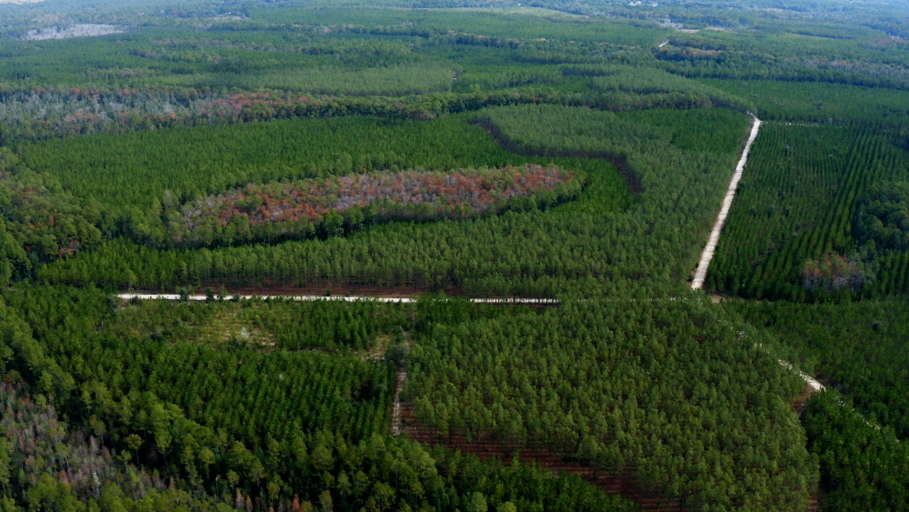 Aerial view of New England Forestry forest laid out in sections of different tree types and ages.
