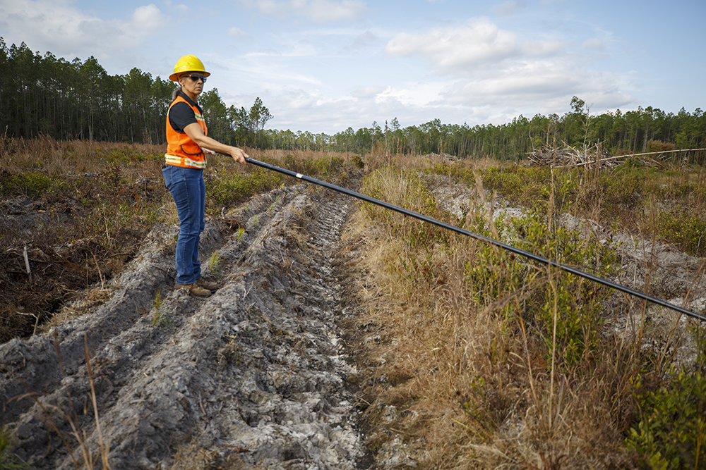 Forrester uses a pole to check seedlings