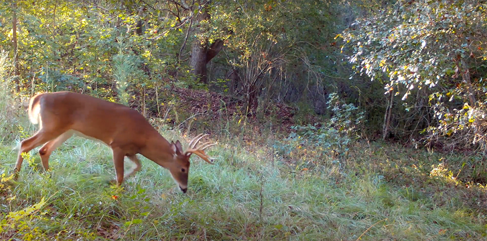 Deer in Forests