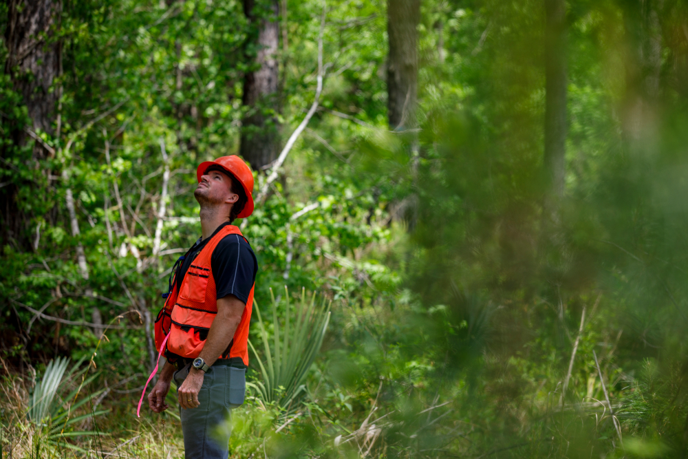 Wes looks over trees.
