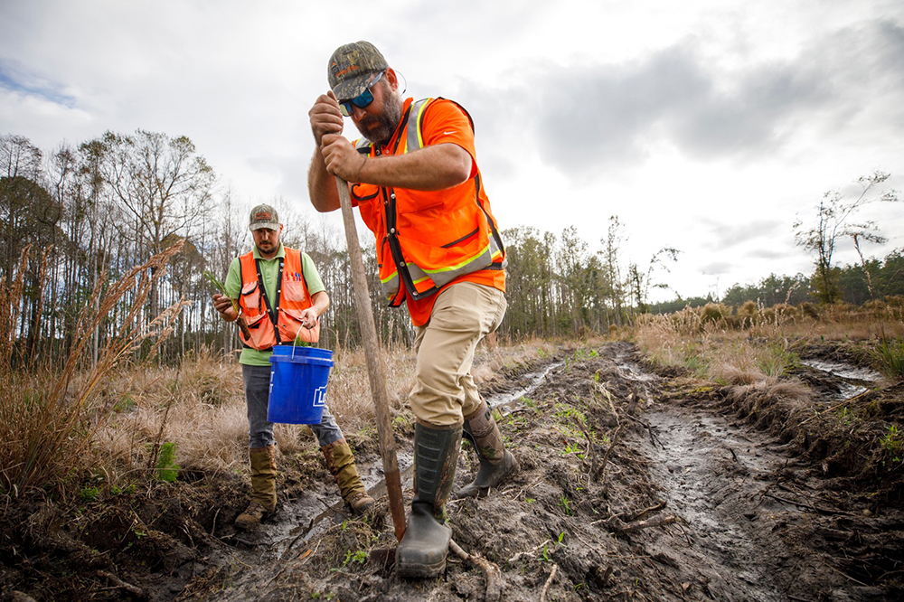 Two men in orange vests work together to plant a seedling
