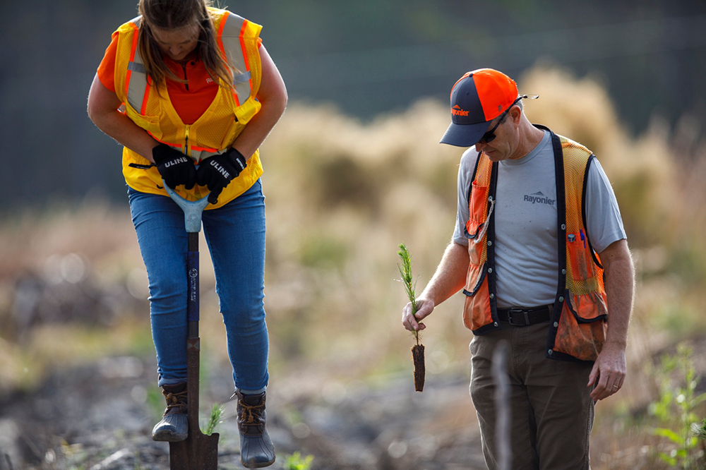 Woman standing on shovel to drive it into the ground and man holding seedling next to her