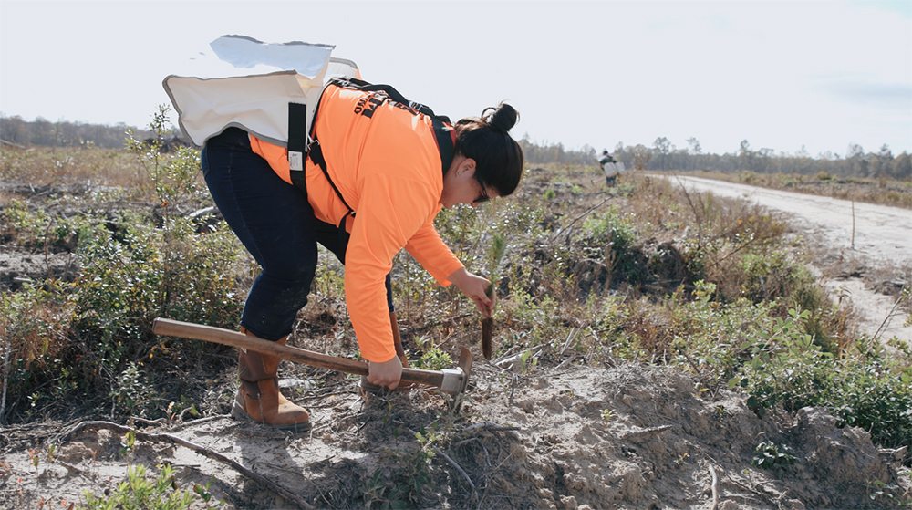 Tracie plants a baby tree