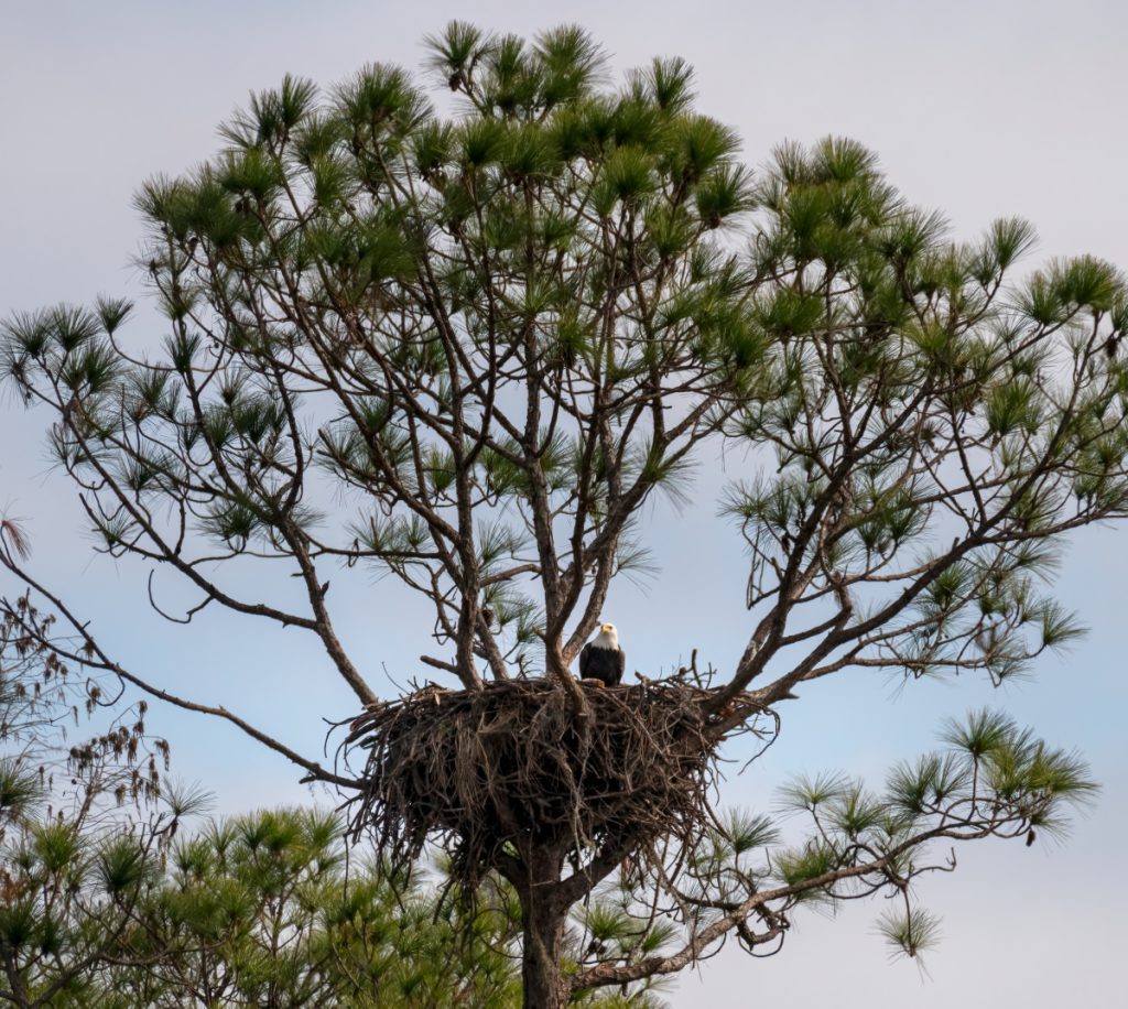 Bald eagle sitting in a nest.