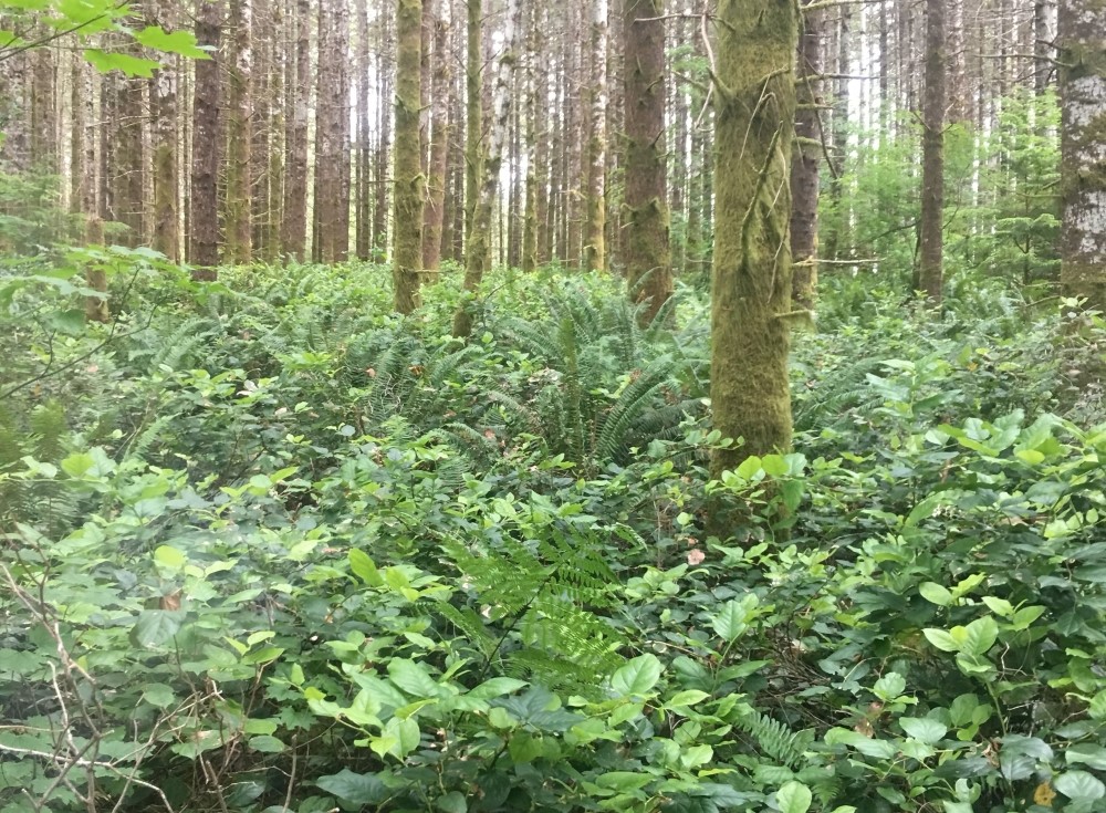 salal and other plants on forest floor