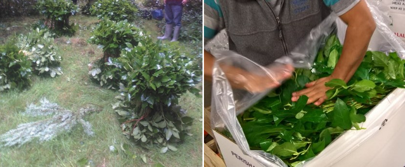 Salal in bundles and being packed into a cooler