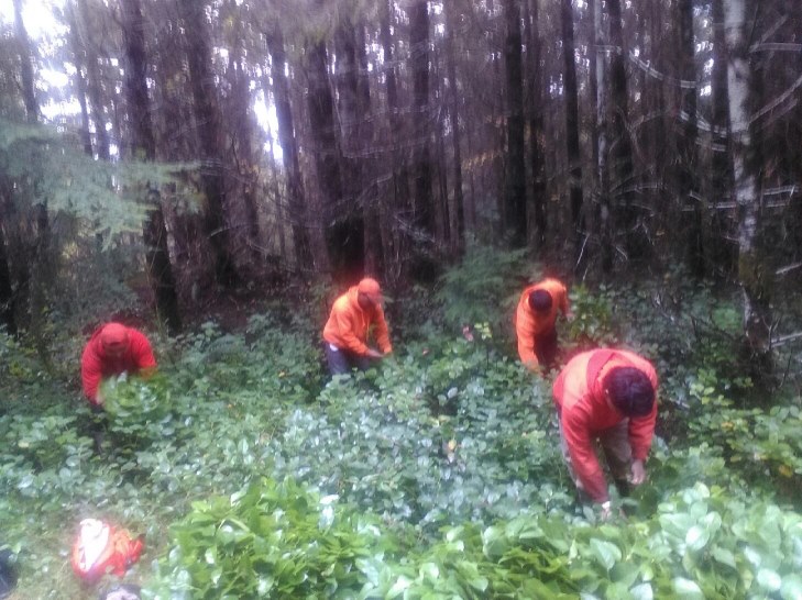 People hand picking salal in forest