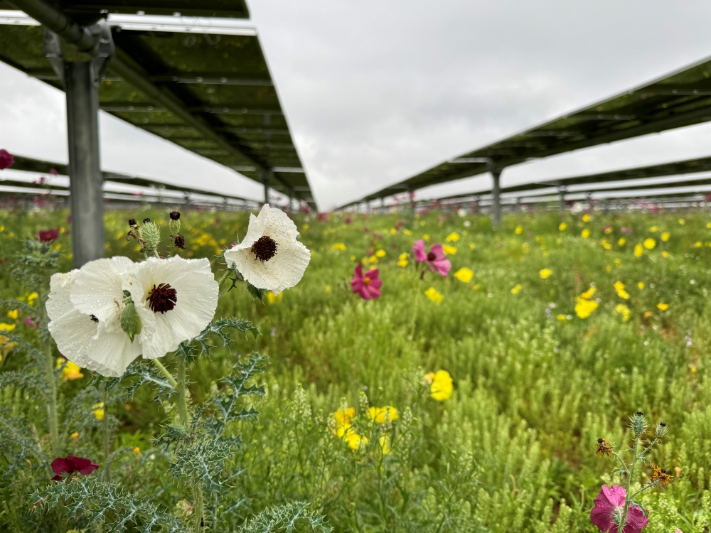 Flowers bloom beneath rows of solar panels, including a foreground of white poppies.